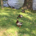 Ducks…